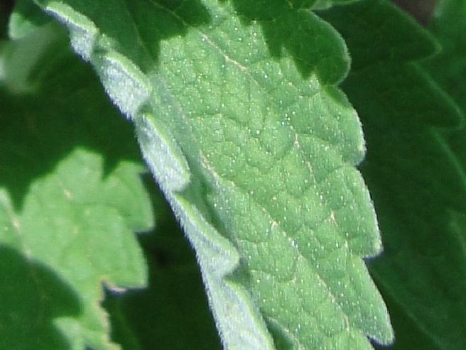 La cataire (Nepeta cataria)
