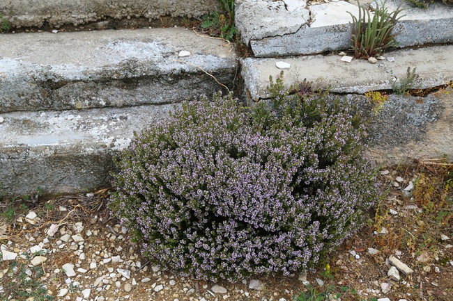 Thym résineux - Thymus mastichina - Plante aromatique de jardin sec