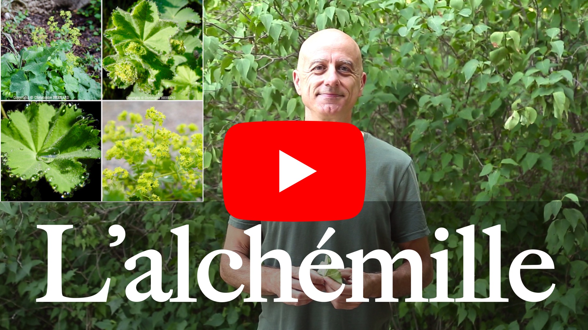 L'alchémille (Alchemilla vulgaris)